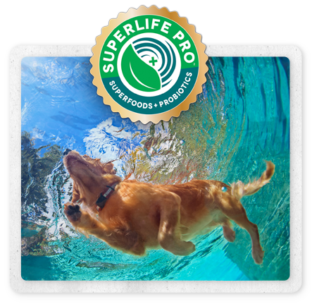 superlife-dog-swimming